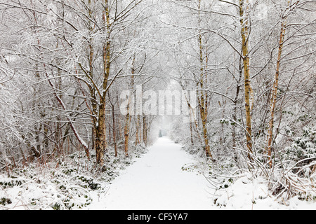 Snow covered path leading through trees Stock Photo - Alamy