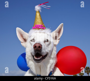 White German Shepherd with balloons and happy birthday adornment Stock Photo