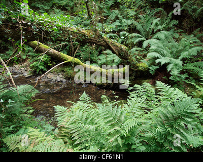 Jungle-like forest on the coast of Wales, United Kingdom Stock Photo