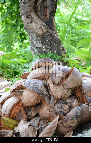 Empty coconut shells beneath a tree, Waya island, Fiji Stock Photo
