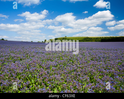 Field of blue Borage crop also known as Starflower on Great Litchfield Down. Stock Photo