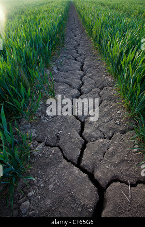 Cracked earth along a tractor track in a field of wheat. Stock Photo