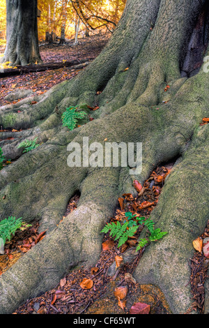 Fallen Autumn leaves between tree roots in parkland. Stock Photo