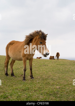 Yonaguni horse  / Yonaguni Pony, Yonaguni Island, Okinawa, Japan Stock Photo