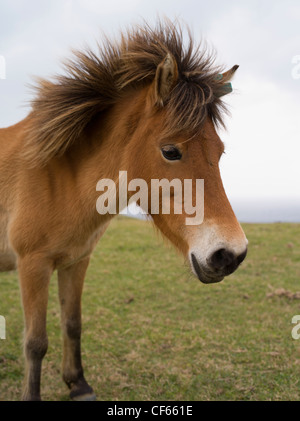 Yonaguni horse  / Yonaguni Pony, Yonaguni Island, Okinawa, Japan Stock Photo