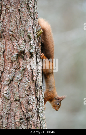 A Red Squirrel (Sciurus Vulgaris) running down a tree trunk. Stock Photo