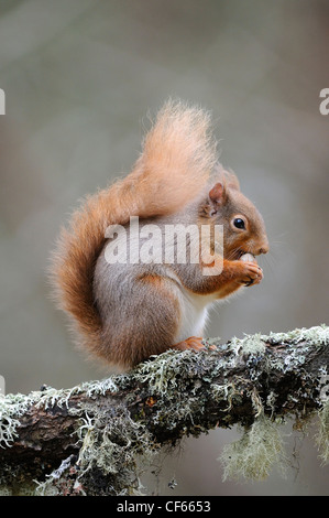 A Great Tit Sits On Branch And Eats Sunflower Seeds Stock Photo - Alamy