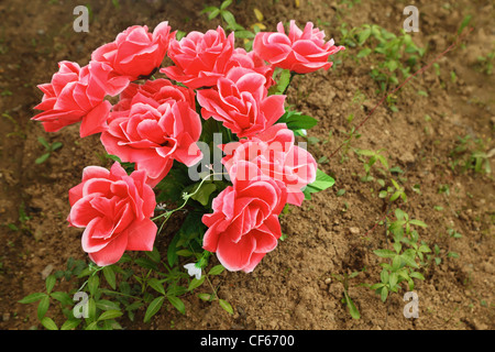 non-natural bouquet of red roses in ground on grave, plants Stock Photo