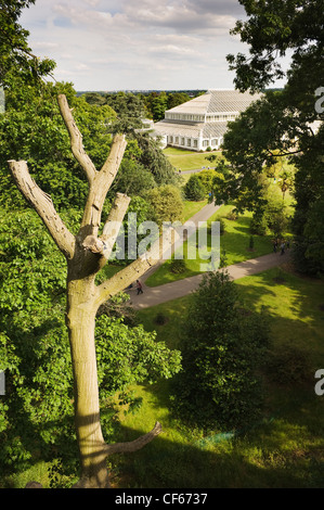 View of The Temperate House through the trees from the Xstrata Treetop Walkway in Kew Gardens. Stock Photo