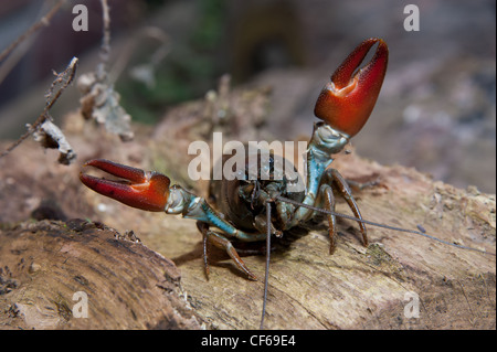 Signal Crayfish, Pacifastacus leniusculus, UK Stock Photo