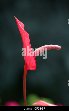 Vertical oriented image of red anthurium on dark background. Stock Photo