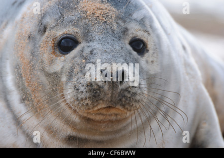 A young seal at the Sands of Forvie, Newburgh, Aberdeenshire, Scotland Stock Photo