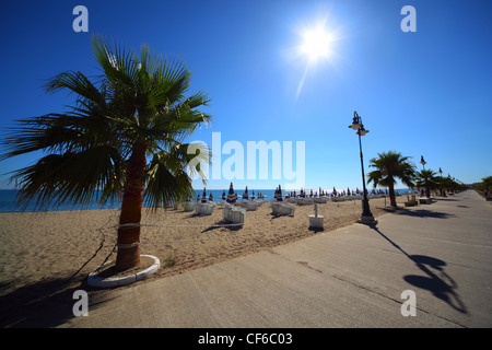 Concrete path with palms on sandy beach with folded umbrellas and sunbeds, burning sun and cloudless sky Stock Photo