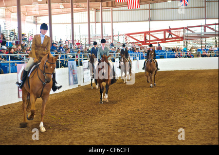 arabian horses being judged in an arena at the Scottsdale Arabian horse show Stock Photo