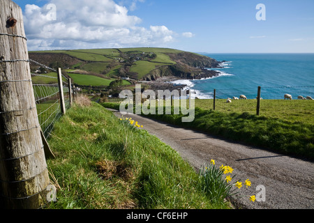View towards Talland Bay with a lane, sheep and daffodils in the foreground. Stock Photo