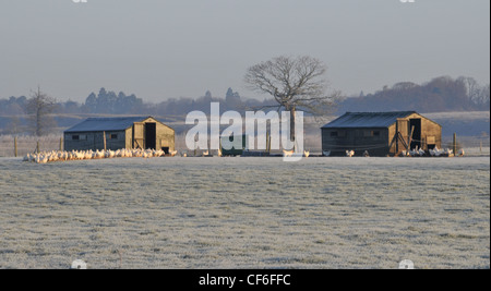 A panoramic winters scene showing a frost covered field with chicken sheds and free range chickens Stock Photo