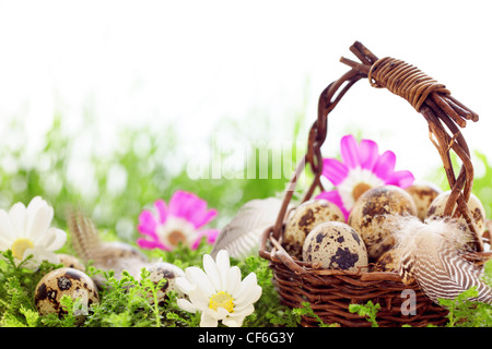 Basket of speckled easter eggs with feather on meadow. Stock Photo