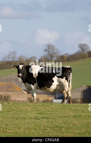 Holstein Friesian dairy cow in milk on grass pasture, Devon Stock Photo ...