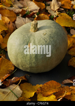 A Crown Prince blue pumpkin lies on a slate, in soft autumn light, surrounded by colourful  leaves. Stock Photo