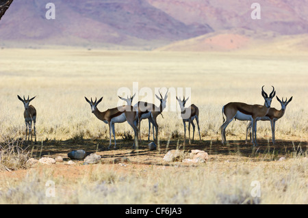 Springboks (Antidorcas marsupialis) resting in the shade of a tree at midday. Namib Desert, Namibia. Stock Photo