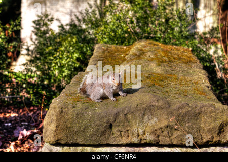 York City, Yorkshire, England friendly grey squirrel Sciurus carolinensis steed on a rock in gardens Stock Photo