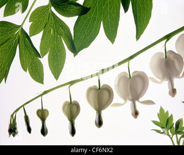 Lamprocapnos spectabilis (formerly Dicentra spectabilis); also known as old-fashioned bleeding-heart, Venus's car Stock Photo