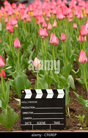 black and white cinema clapper board on the ground among field of pink tulips Stock Photo