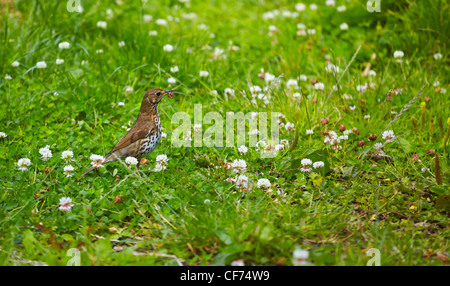 Song Thrush (Turdus philomelos) with a worm in the mouth between grass and flowers. Stock Photo