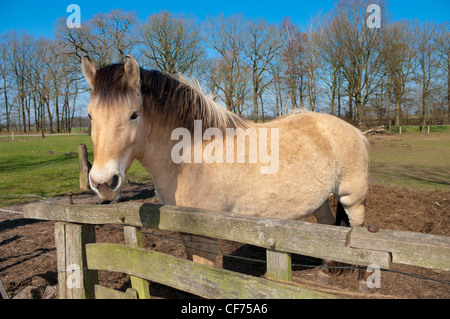 fjord horse Stock Photo