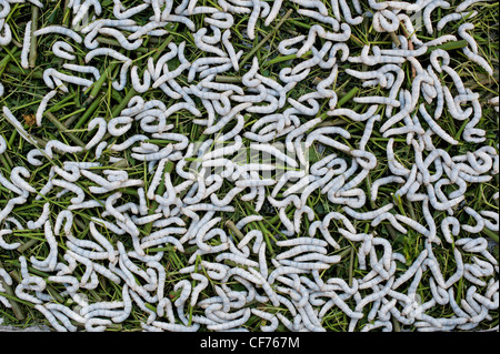 Silkworms eating mulberry leaves in the production of silk on an Indian farm Stock Photo