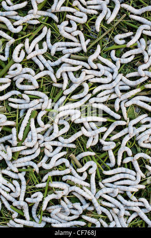 Silkworms eating mulberry leaves in the production of silk on an Indian farm Stock Photo