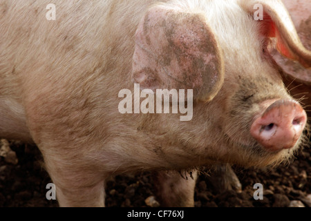 British lop eared pig rooting Stock Photo