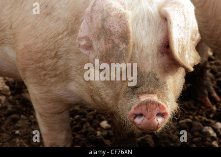 British lop eared pig rooting Stock Photo