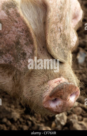 British lop eared pig rooting Stock Photo