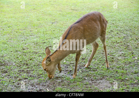 Female Sika Deer, Cervus nippon on a meadow in Nara, Japan Stock Photo