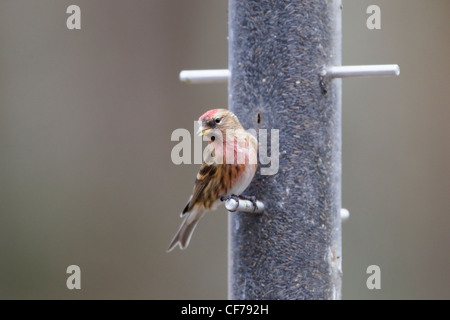 Redpoll - on niger seed feeder Acanthis flammea Hampshire, UK BI022292 Stock Photo