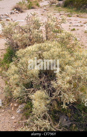 Pencil Cholla (Cylindropuntia ramosissima) in the desert, Joshua Tree National Park, California. Spring. USA Stock Photo