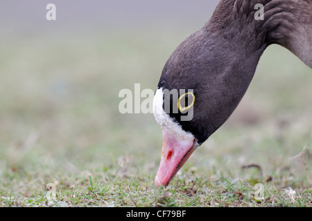 Lesser white-fronted goose, Anser erythropus, Single bird head shot, captive, February 2012 Stock Photo