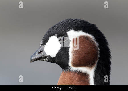 Red-breasted goose, Branta ruficollis, Single bird head shot, captive, February 2012