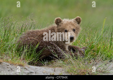 Alaskan brown bear cub lying in grass