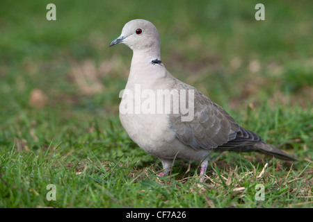 Eurasian Collared-dove Streptopelia decaocto adult on the ground Stock Photo