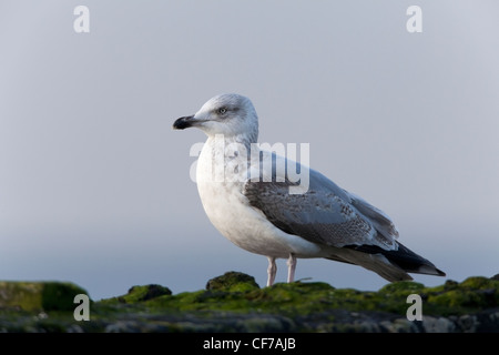 Herring Gull Larus argentatus immature 3rd winter plumage perched on harbour wall Stock Photo