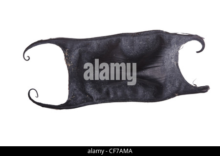 Egg case of a skate or other cartilaginous fish (Chondrichthyes) from a North Carolina beach isolated against a white background Stock Photo