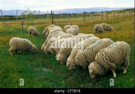 Patagonia Sheep Farming Stock Photo - Alamy