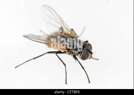 Common house fly on white background Stock Photo