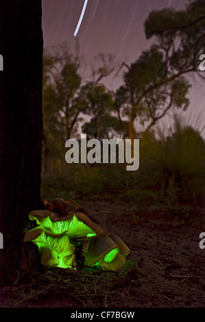 Australian luminous Ghost fungus shot at night with star trails Stock Photo