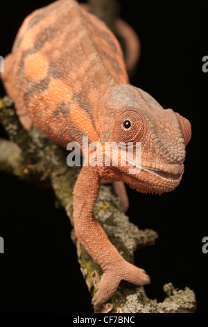 Captive female Panther Chameleon (Furcifer pardalis) with a deformed jaw caused by calcium deficiency.