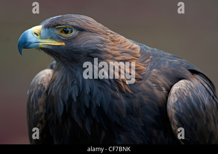 Golden Eagle Aquila chrysaetos. SCO 8062 Stock Photo