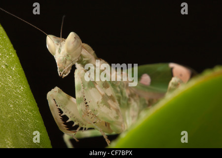 Portrait of an Indian Flower Praying Mantis Stock Photo