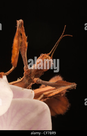 Prickly Stick Insect (Extatosoma tiaratum) Stock Photo